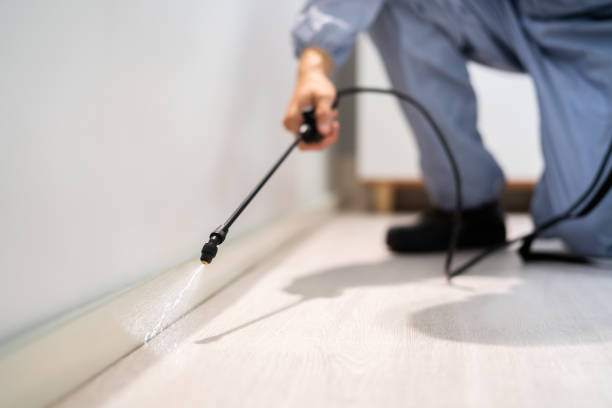 Certified termite inspector examining foundation in Demorest